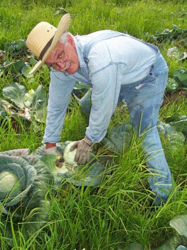 Gleaning cabbage down south