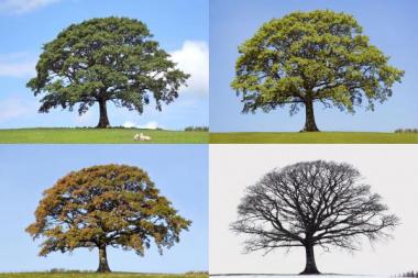 Four Seasons of Joy